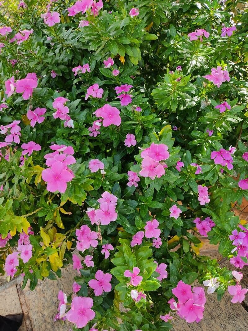 Catharanthus roseus