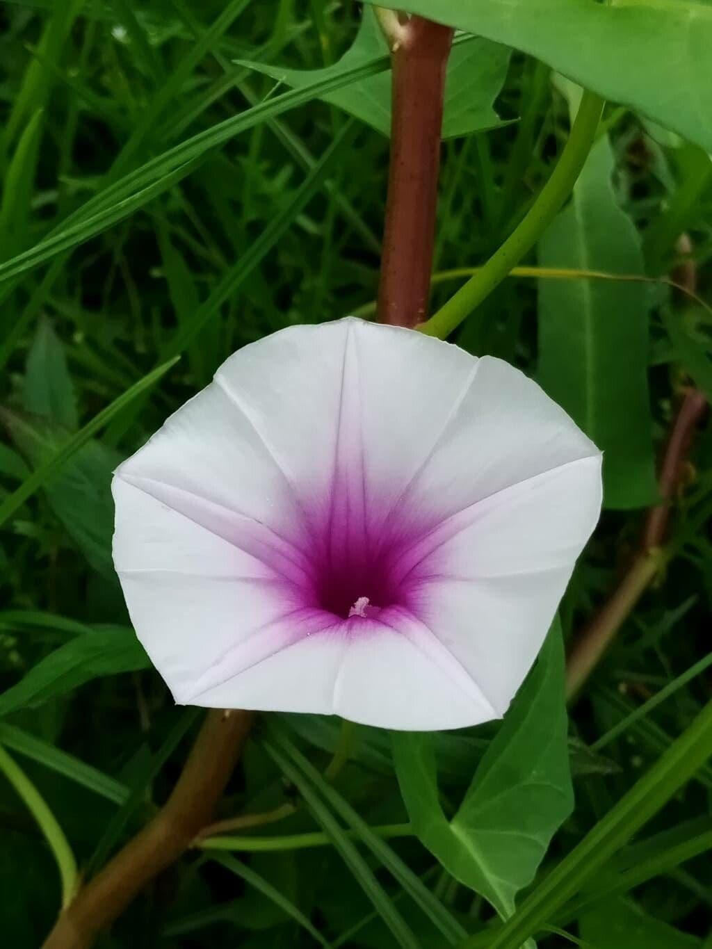 Ipomoea aquatica