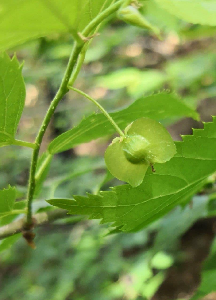 Pteroceltis tatarinowii