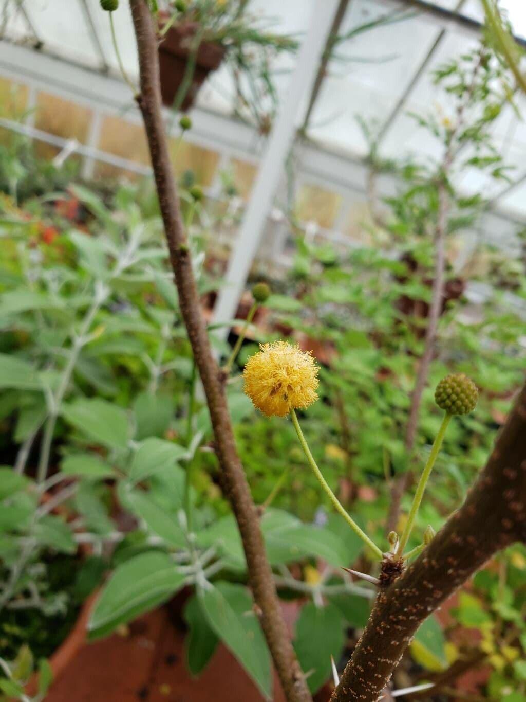 Vachellia farnesiana