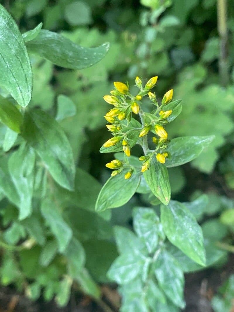 Hypericum hirsutum