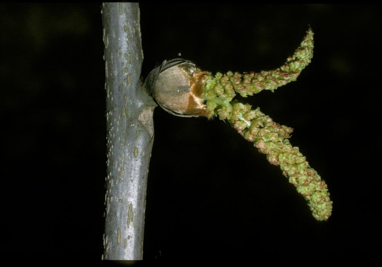 Carya ovata