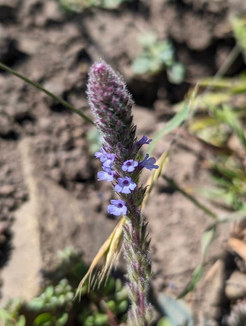 Verbena lasiostachys