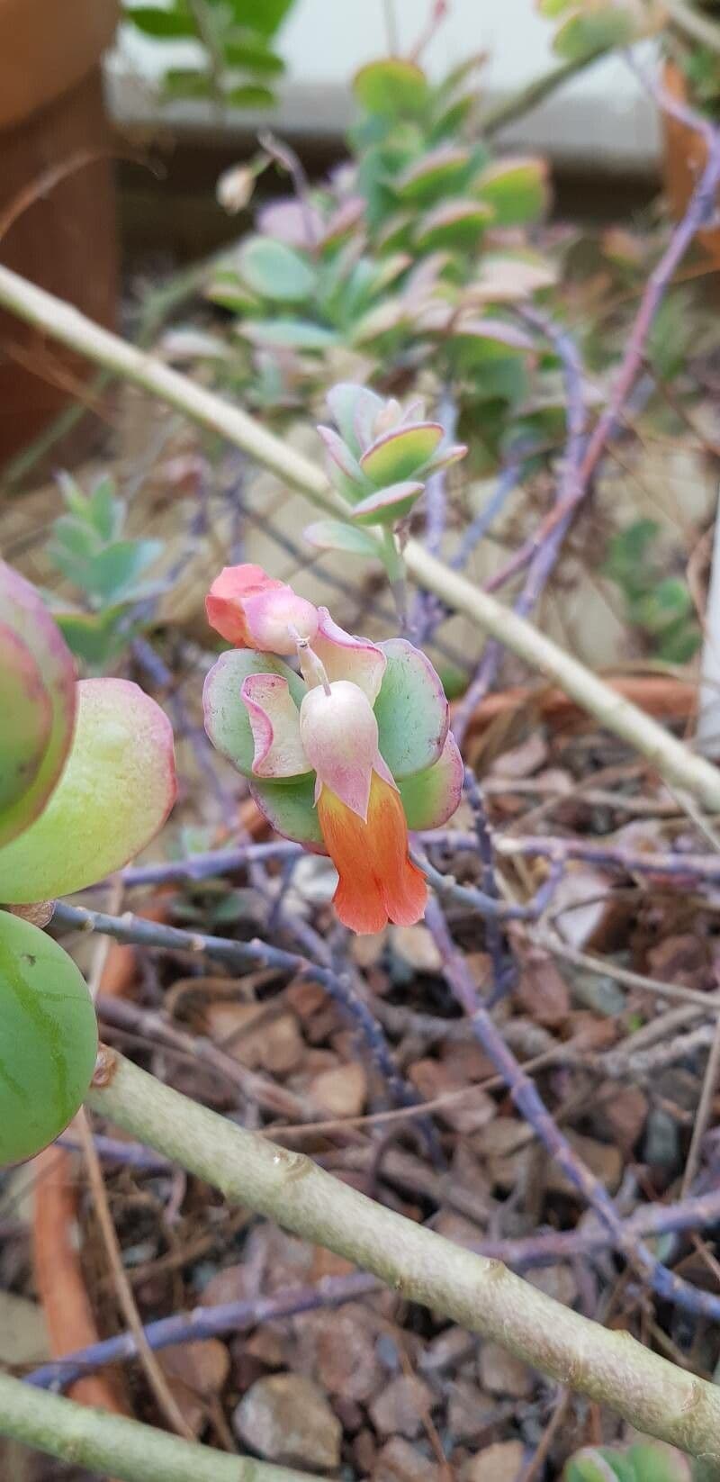 Kalanchoe marnieriana