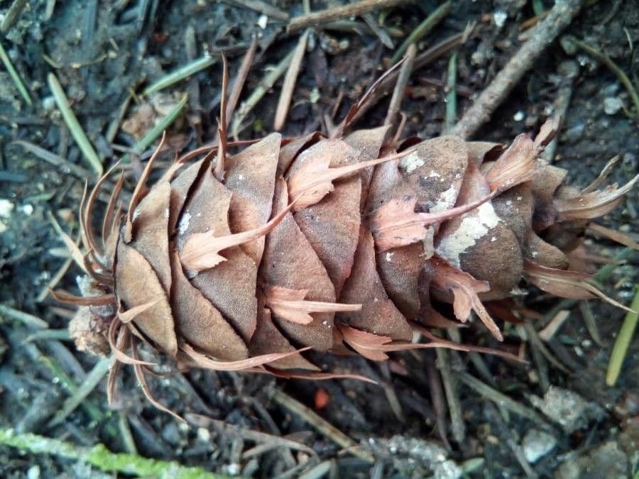 Pseudotsuga menziesii