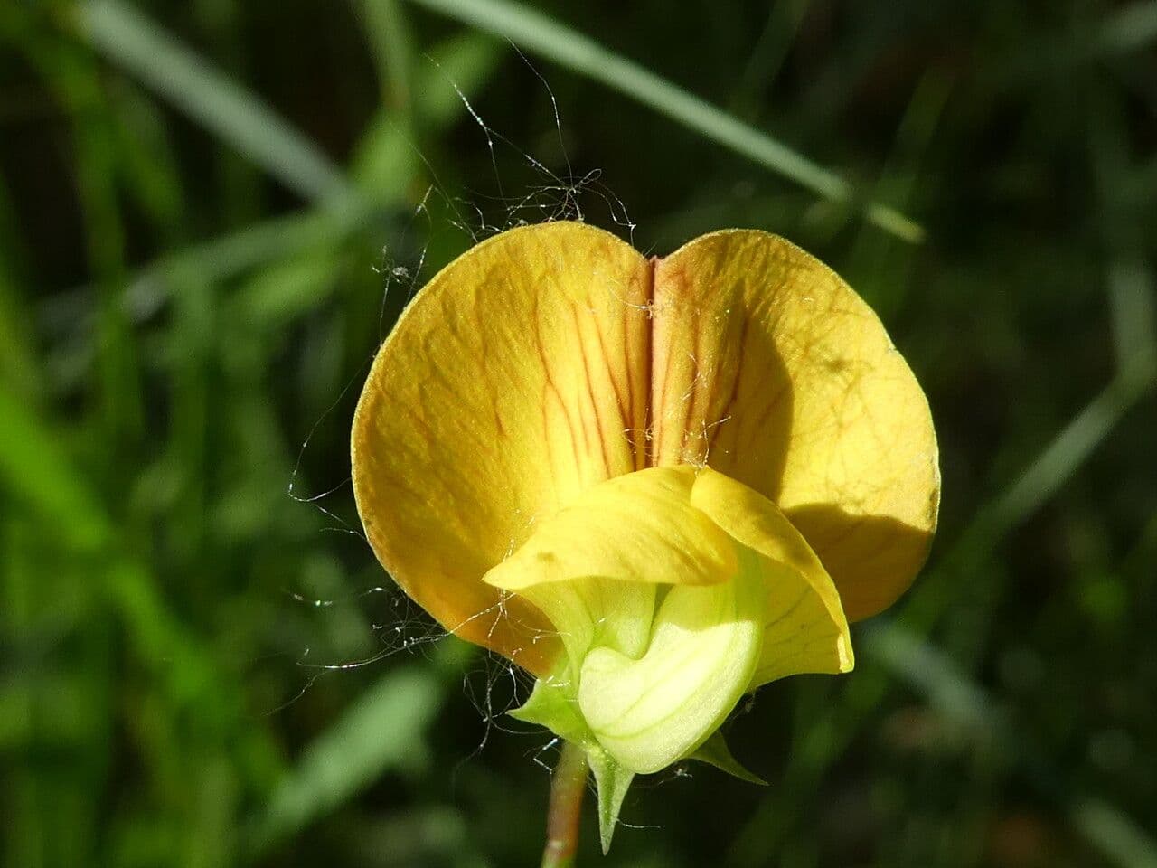 Lathyrus annuus