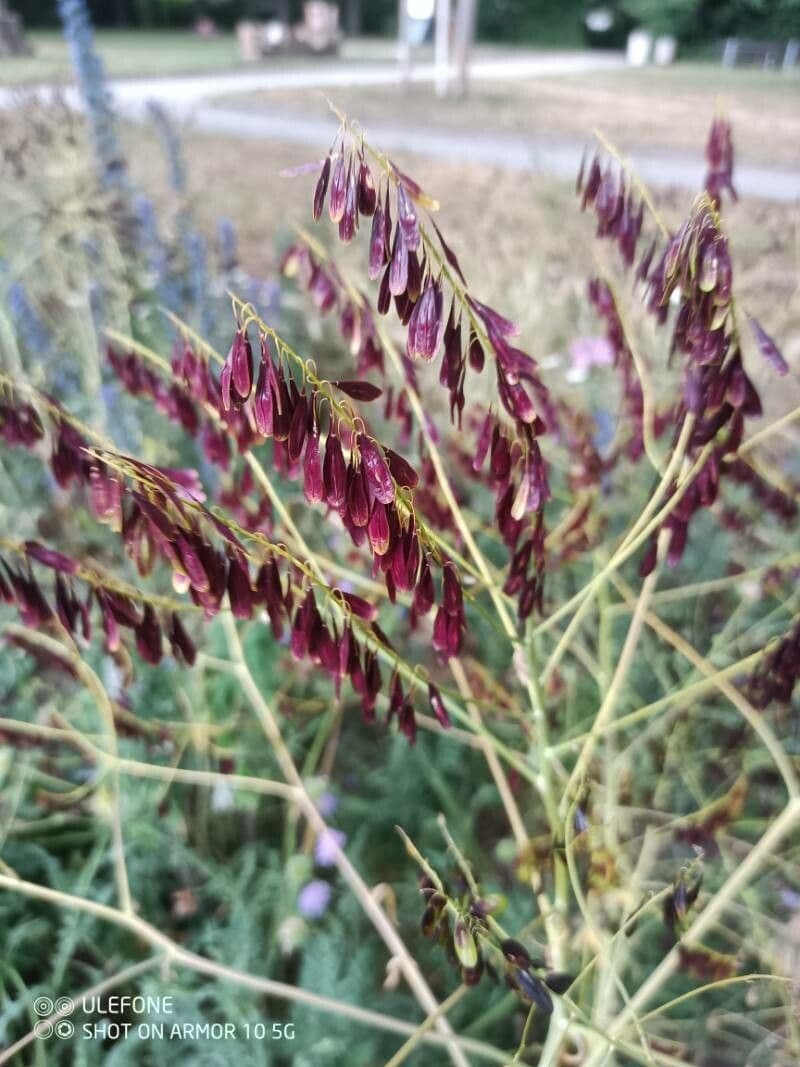 Isatis tinctoria