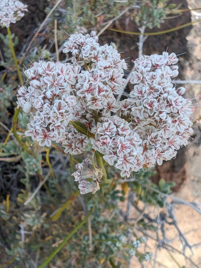 Eriogonum fasciculatum