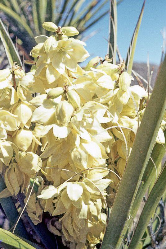 Yucca schidigera