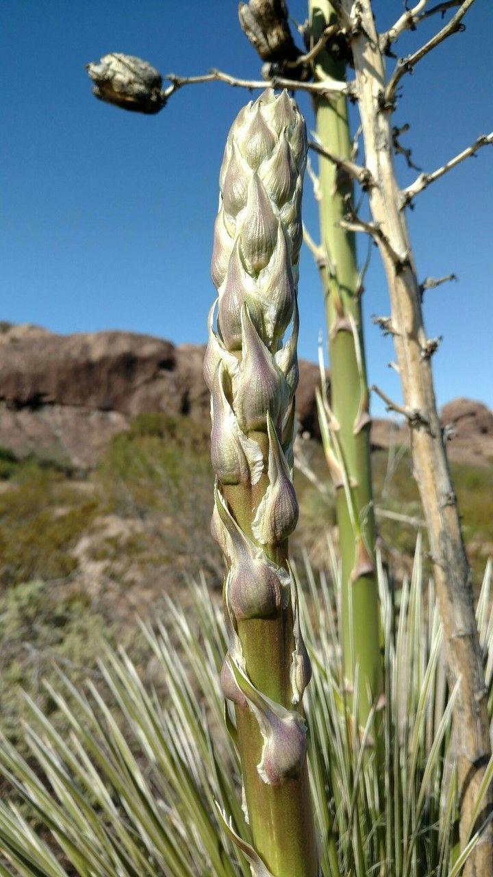 Yucca elata