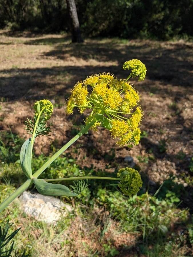 Ferula glauca