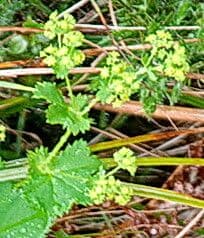 Alchemilla glabra