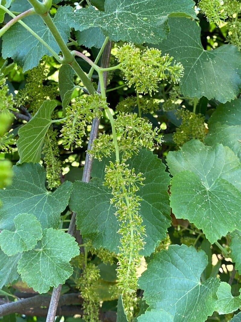 Vitis californica