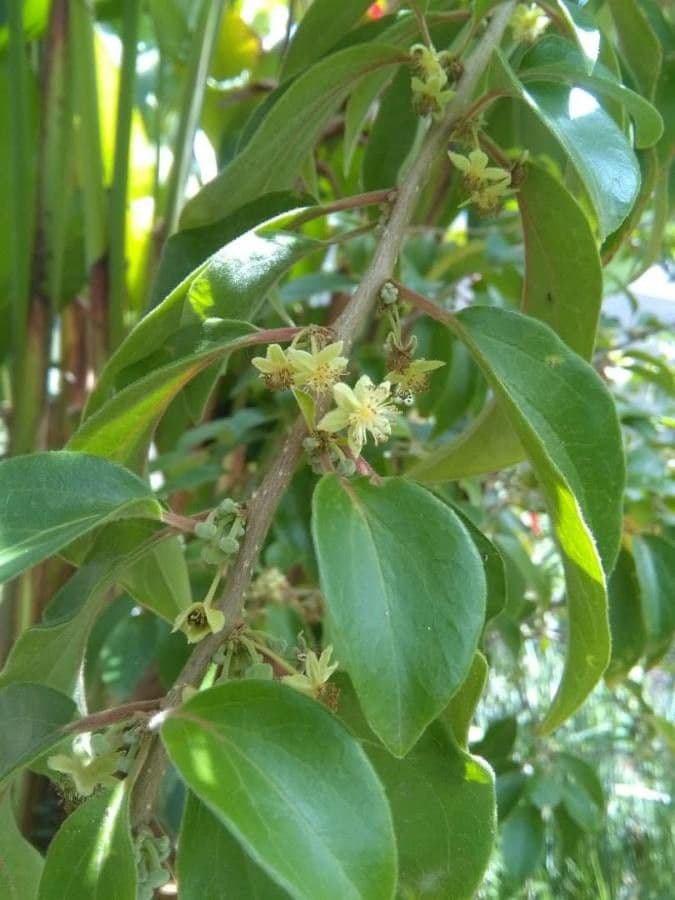 Dovyalis hebecarpa