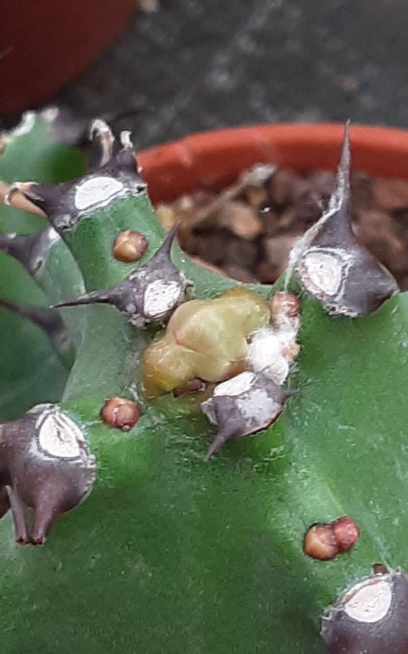 Euphorbia antiquorum