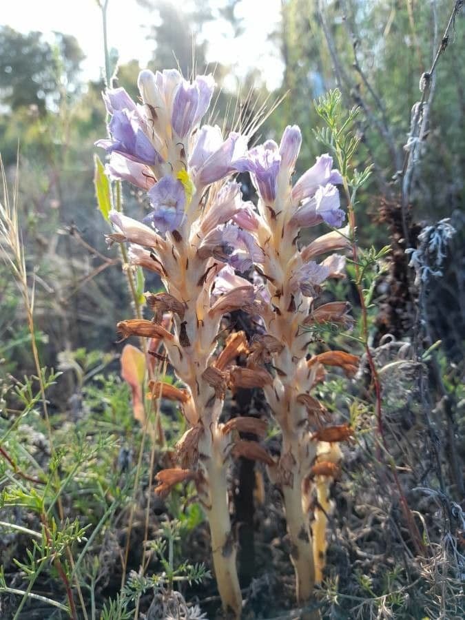 Orobanche cernua