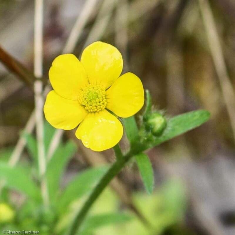 Ranunculus hispidus