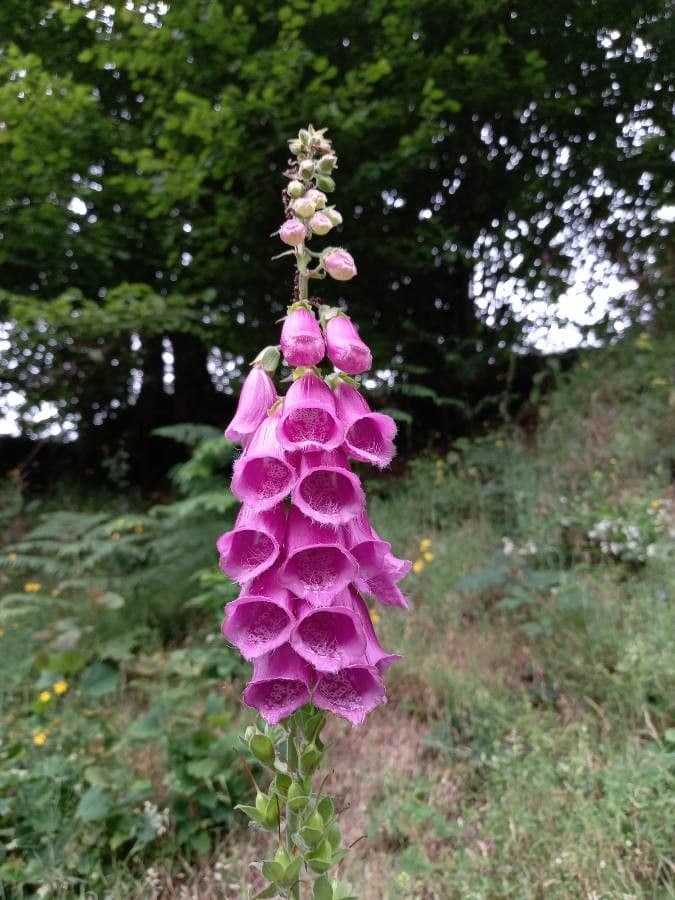 Digitalis purpurea