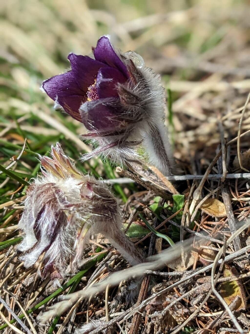 Pulsatilla montana