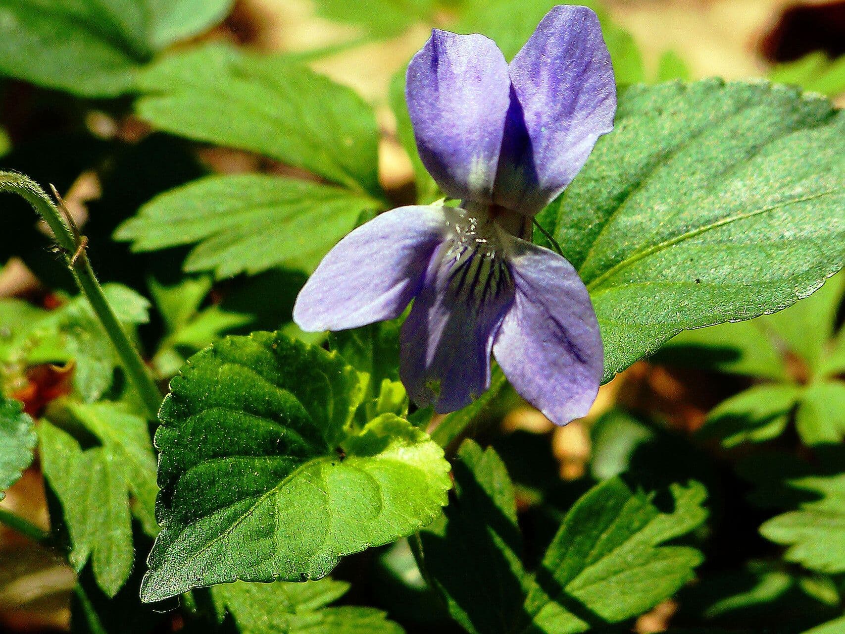 Viola riviniana