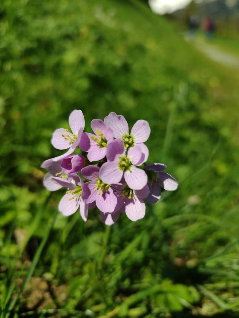 Cardamine raphanifolia