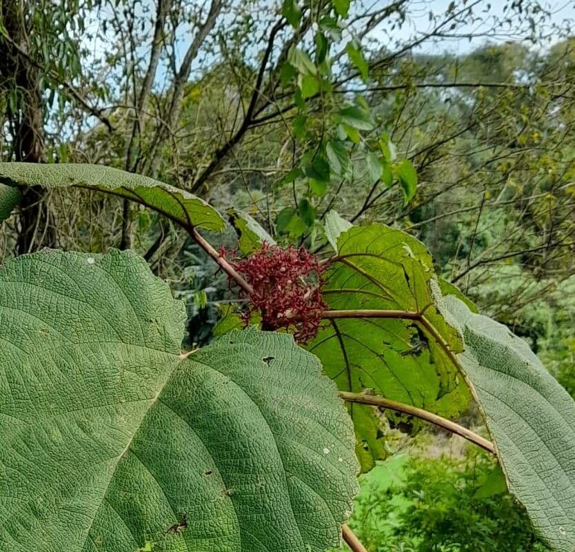 Urera baccifera