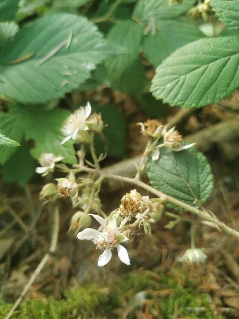 Rubus schleicheri