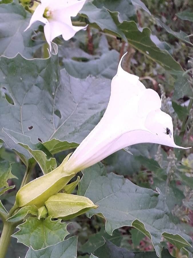 Datura stramonium