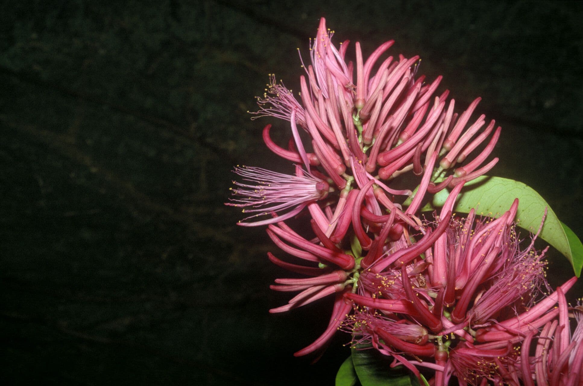 Vantanea guianensis