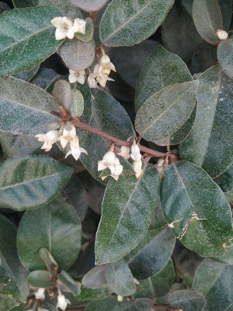 Elaeagnus macrophylla