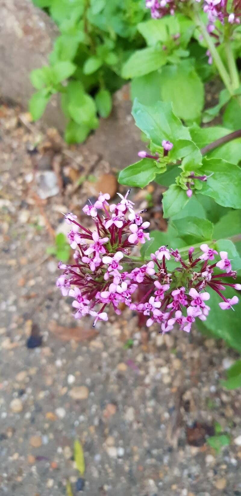 Valeriana graciliflora