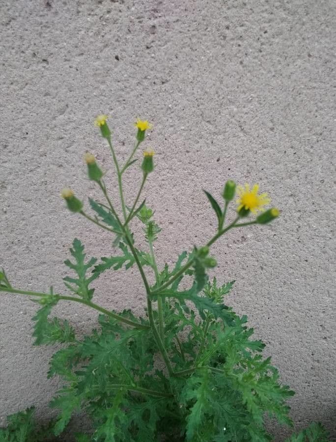 Senecio viscosus
