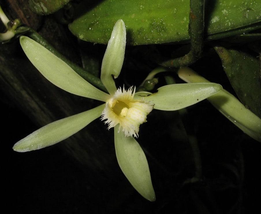 Vanilla odorata