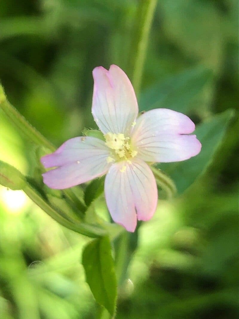 Epilobium alsinifolium