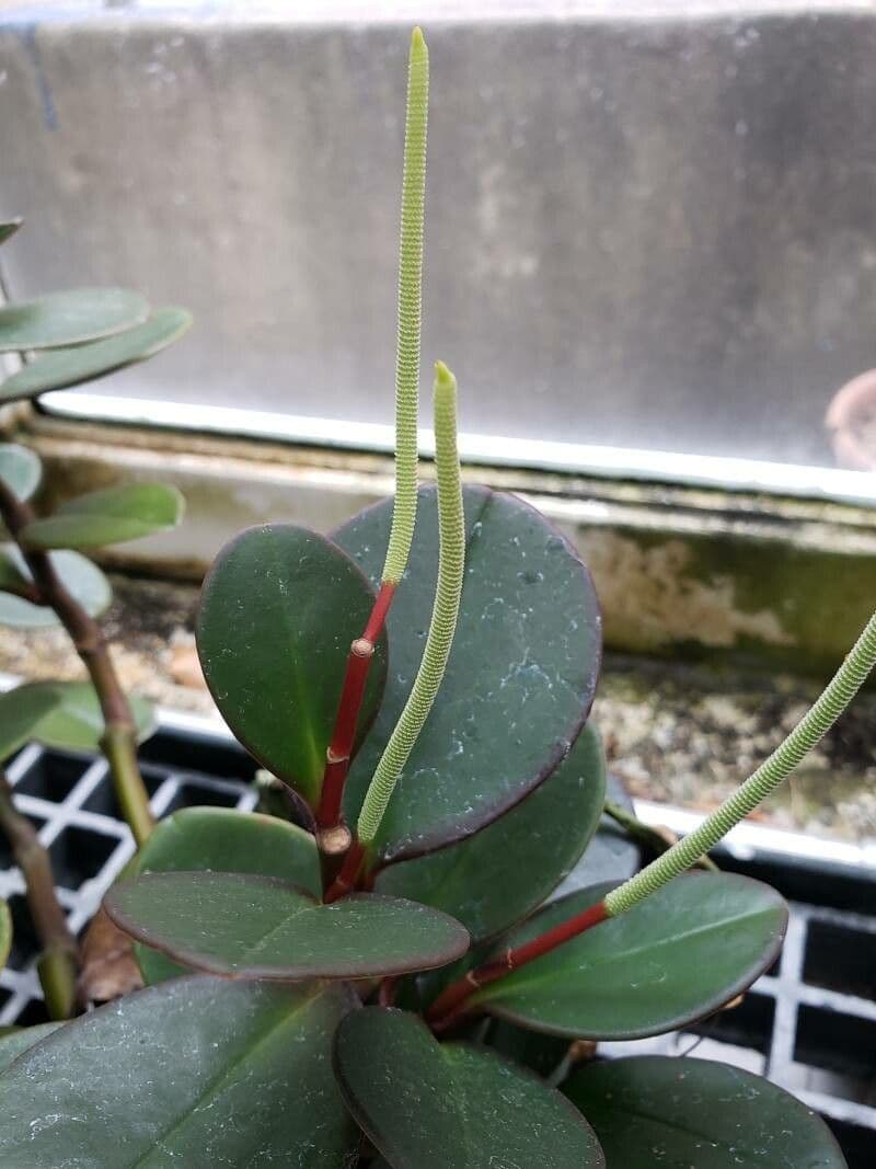 Peperomia magnoliifolia