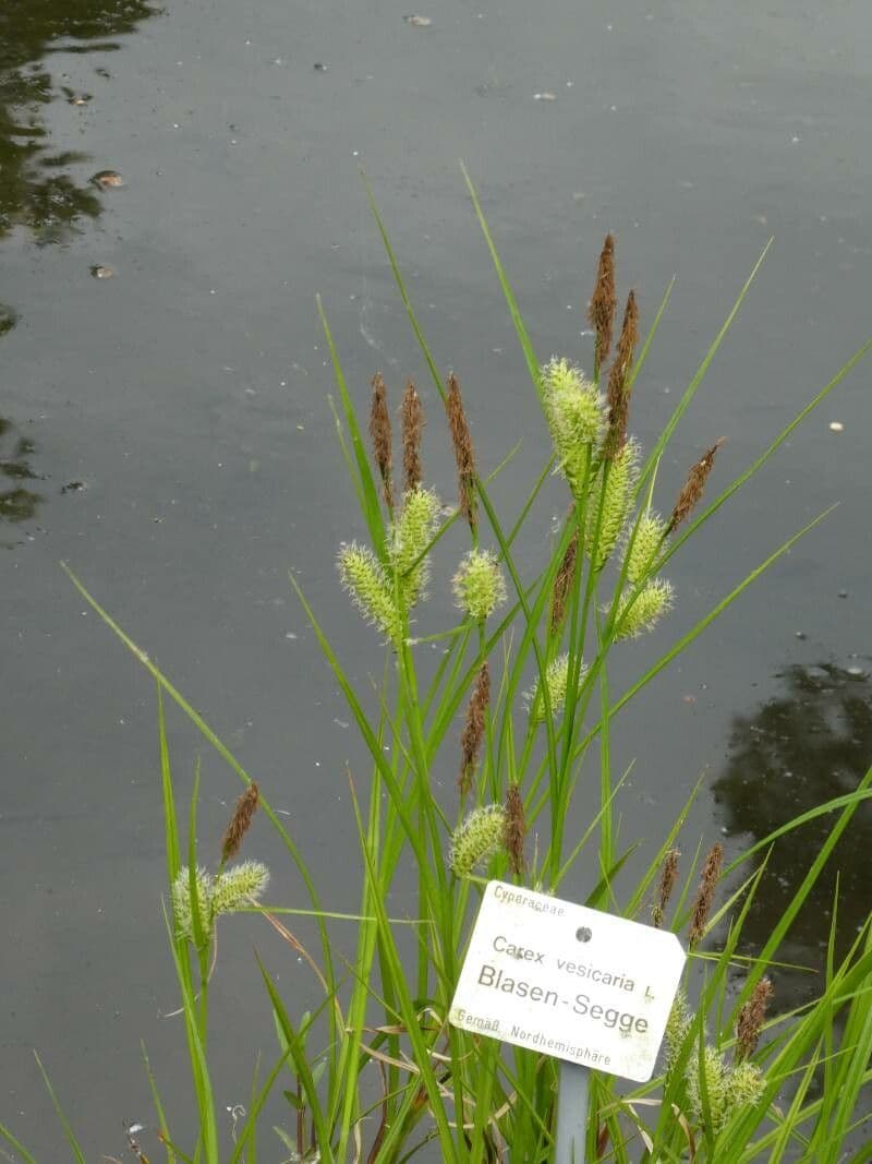 Carex vesicaria