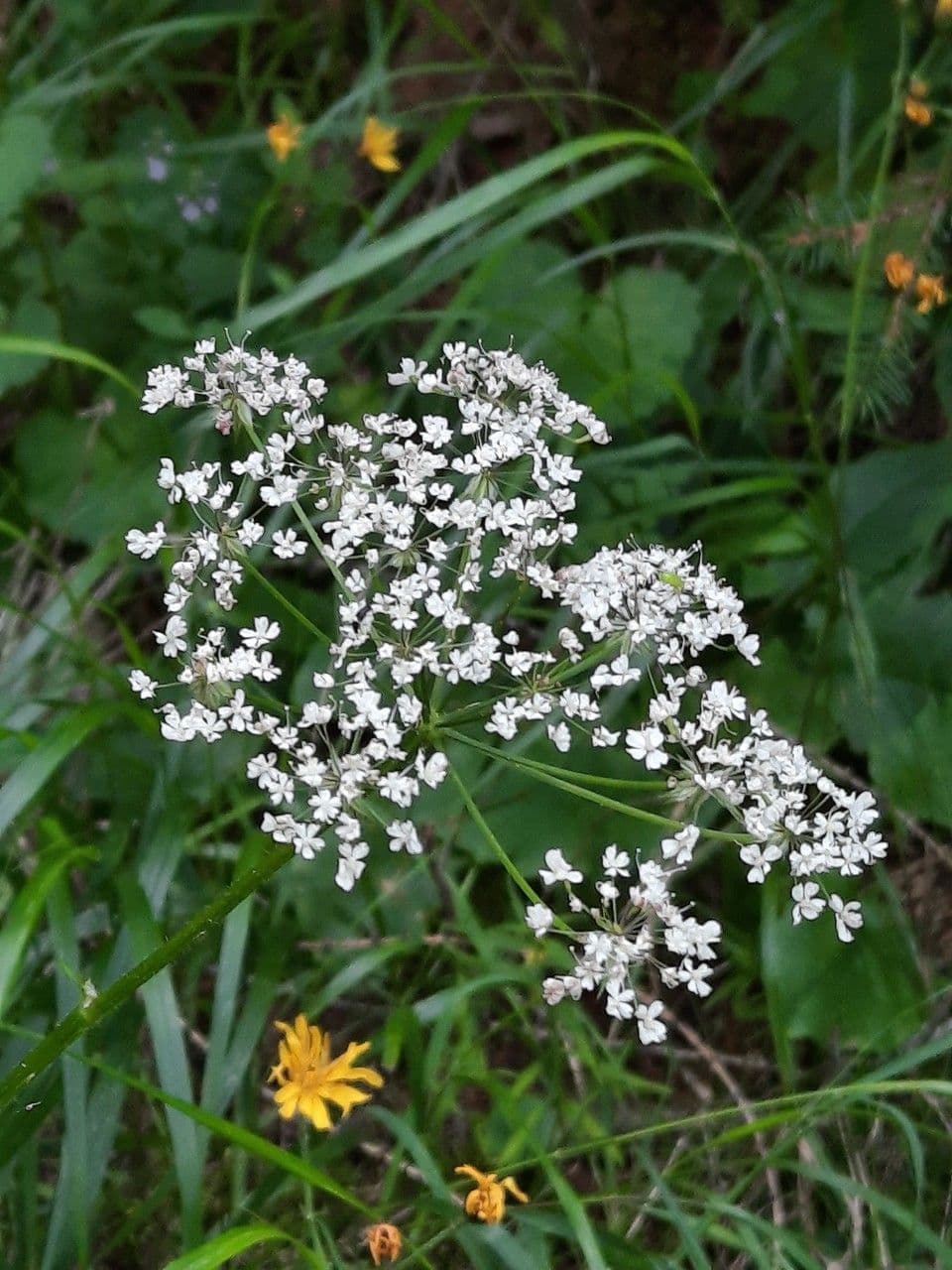 Chaerophyllum villarsii