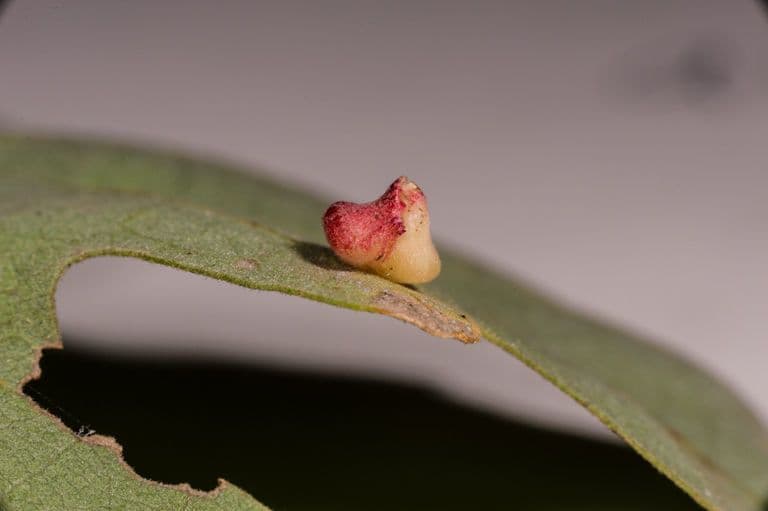 Quercus garryana