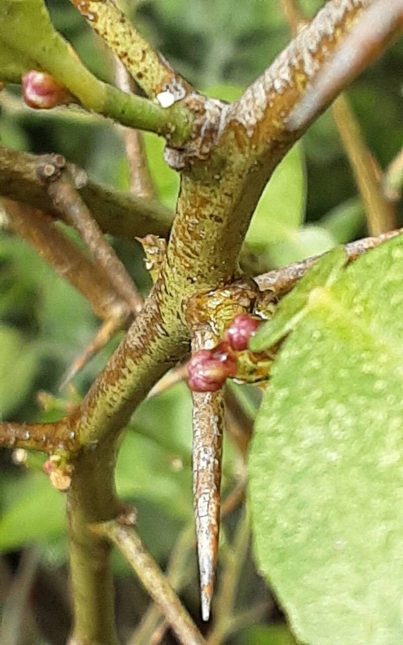 Citrus aurantiifolia