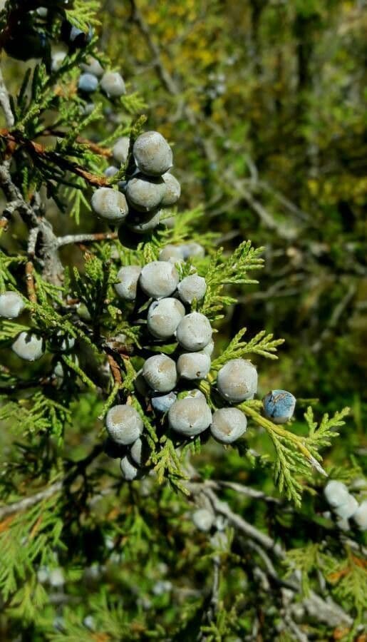 Juniperus thurifera