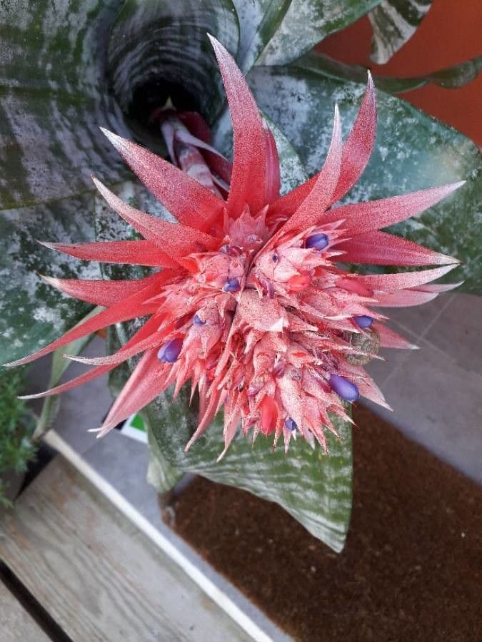 Aechmea fasciata