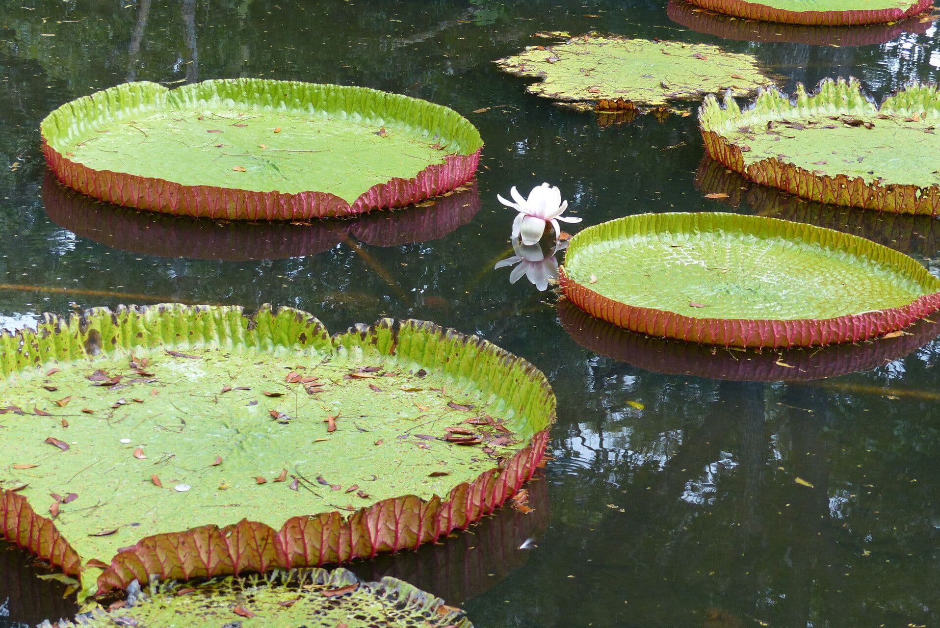 Victoria amazonica