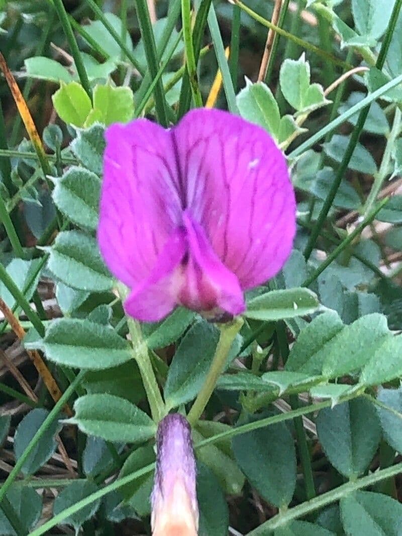 Vicia pyrenaica