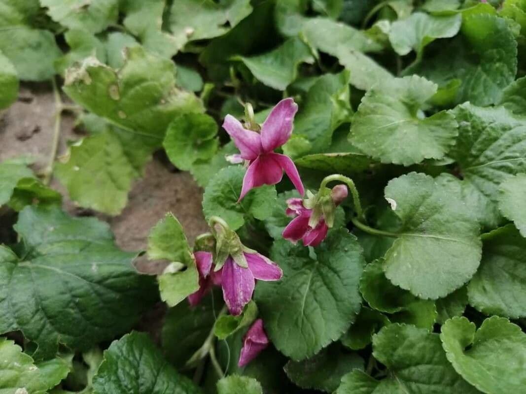 Viola labradorica