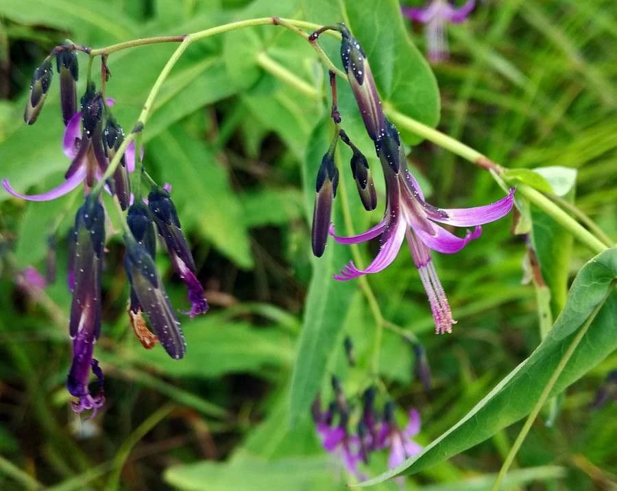 Prenanthes purpurea