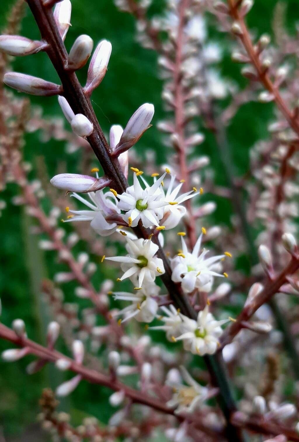 Cordyline australis