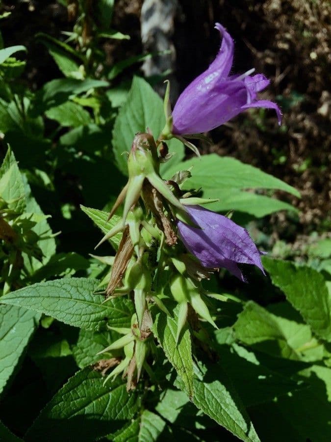 Campanula latifolia