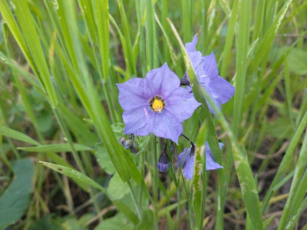 Solanum umbelliferum