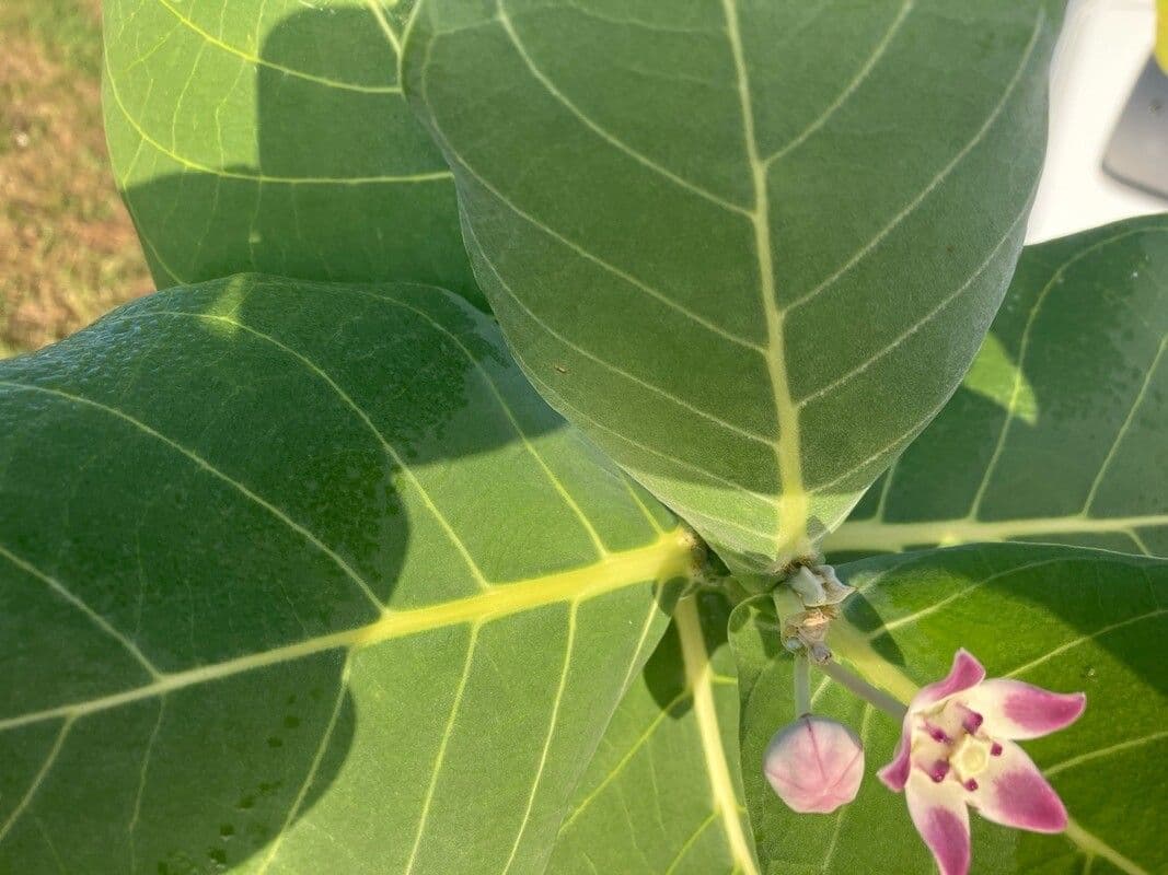 Calotropis gigantea