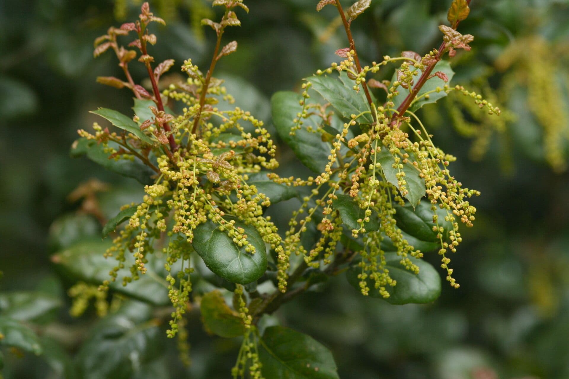 Quercus agrifolia